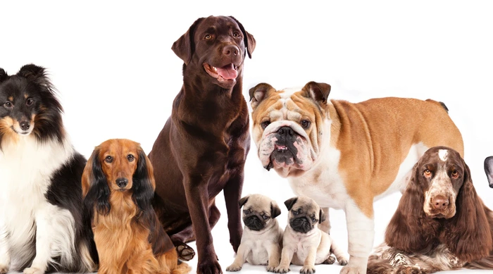 how to choose the right dog breed for families a complete guide