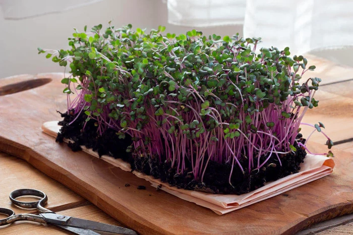 Grow Microgreens At Home A Complete Step By Step Guide To Fresh Nutritious Greens