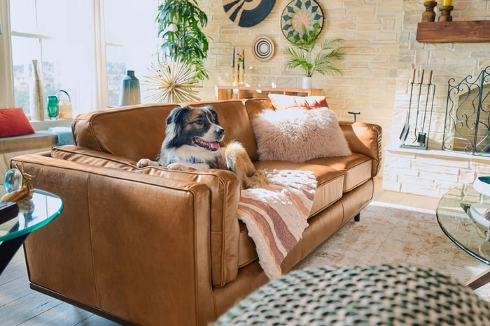 How To Create A Pet Friendly Home Interior Practical Tips For A Safe And Stylish Space