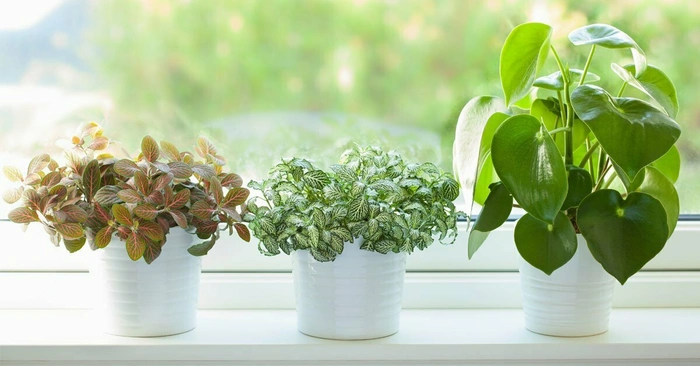 Top 5 Indoor Plants For Air Purification In 2025