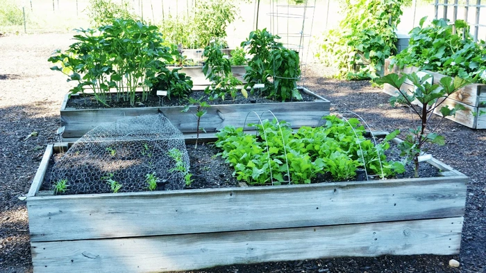 top gardening mistakes beginners make and how to avoid them