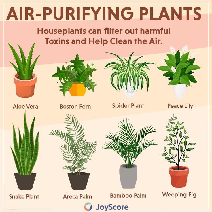 Best Plants For Indoor Air Purification Breathe Cleaner Naturally