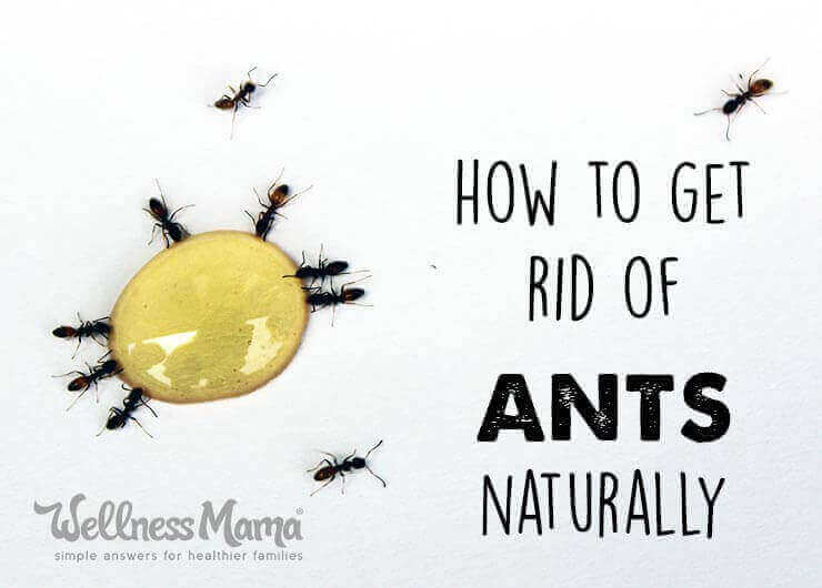 How To Get Rid Of Ants Naturally Effective Eco Friendly Solutions For Every Home